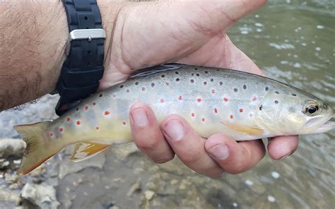 Love Small Creek Non Stocked Brown Trout This Little Beauty With Some