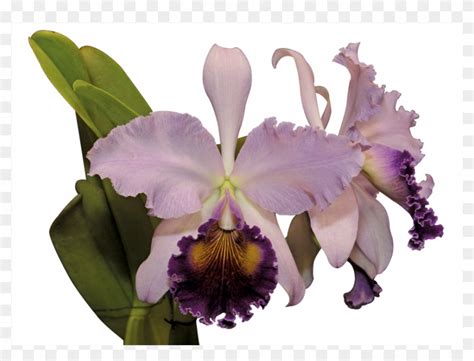 (i) you are not at least 18 years of age or the age of majority in each and every jurisdiction in which you will or may view the sexually explicit material, whichever is higher (the age of majority), (ii) such material offends you, or. Razón Demás Para Afirmar Que Las Orquídeas Colombianas ...