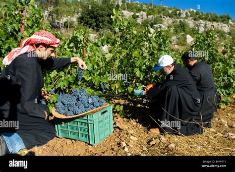 Arabic Farmers Working In A Vineyard Winery Lebanon Middle East Asia