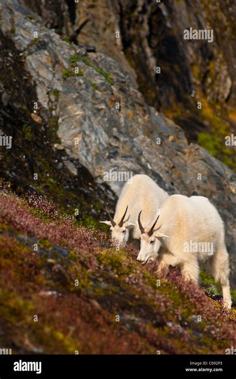 Two Mountain Goats Graze Near Exit Glaciers Harding Icefield Trail