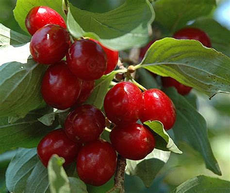 Nanking Dwarf Cherry Red Fruit Tree Shrub Bush Edible