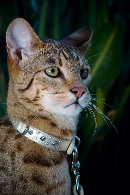 the ashera catthe rarest domestic cat available is called the ashera tm and is a cross between