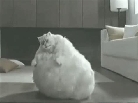 Cat Fat Gif Cat Fat Chubby Descobrir E Compartilhar Gifs