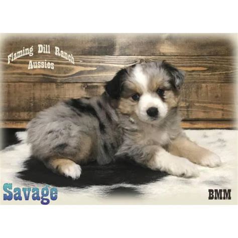 Puppies for both adoption and sale are offered on this website that caters to pet lovers of utah. Toy & Mini Aussie Puppies for sale in Bowie, Texas ...