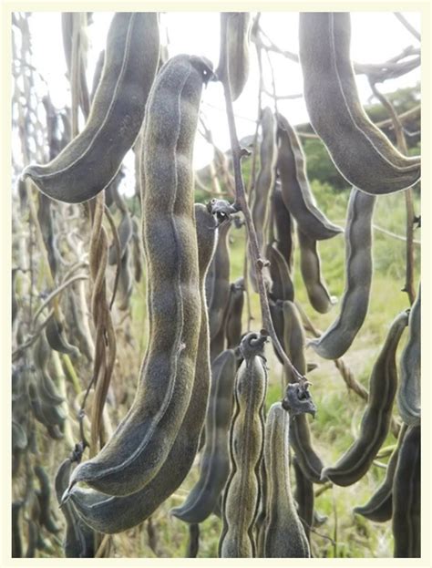 ムクナ豆栽培⑫ 葉の黄変と収穫後も追熟させる方法 かのたつ庚辰の栄養記録
