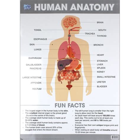 Human Anatomy Body Organs Educational Poster Wall Chart Kids Learning