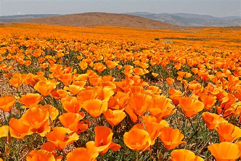 This was taken in antelope valley california poppy state reserve. The Poppy Fields - Antelope Valley Photograph by Peter Tellone