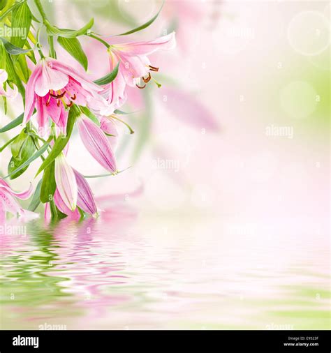 Pink Lilies Background Stock Photo Alamy