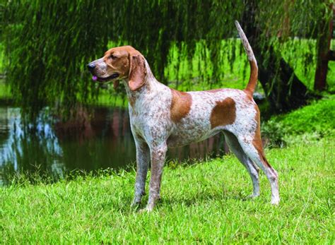 Dog Of The Day American English Coonhound Redtick Coonhound