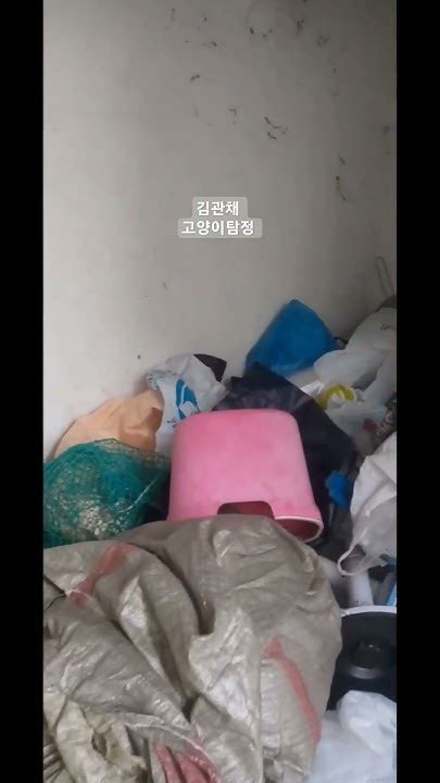 빌라에서 실종 3일된 고양이를 쓰레기 더미에서 찾아내서 구조 고양이탐정 김관채고양이탐정 고양이실종 고양이구조 고양이가출