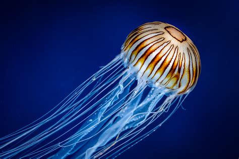 Compass Jellyfish Chrysaora Hysoscella Exotic Aquaculture