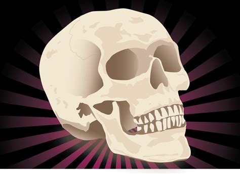 Free Realistic Skull Vector Vector Download