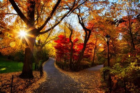 Seasons Autumn Parks Trees Foliage Rays Of Light Hd Wallpaper