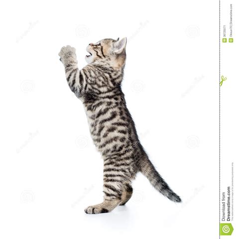 Funny Cat Kitten Standing On Hind Legs Stock Image Image