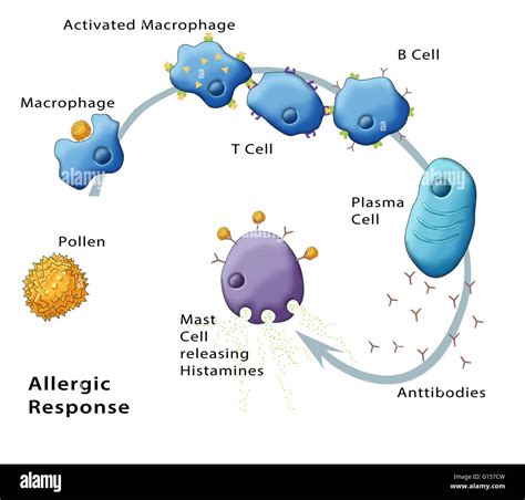 Illustration Showing The Allergic Response To Pollen Stock Photo
