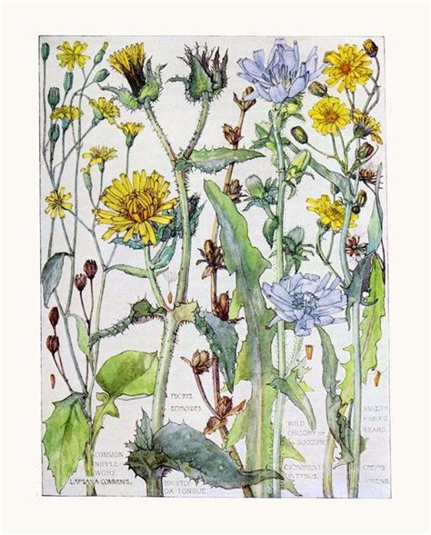 Wild Flower Print Home Decor Flower Botanical Art Vintage Book Plate