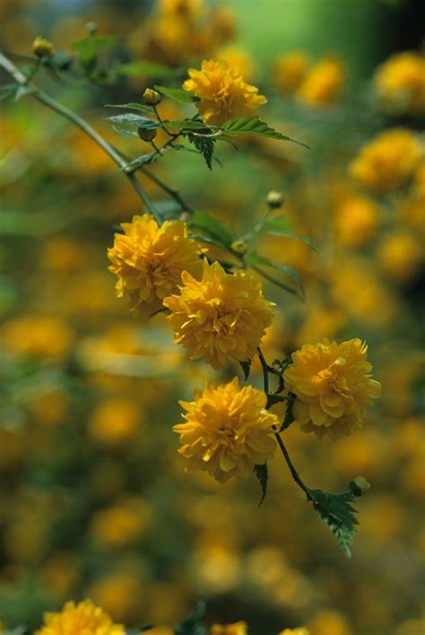 Kerria Japonica Pleniflora Double Flowering Kerria From Garden Center