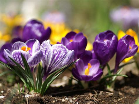 Are you looking for spring word photos hd? Spring Flowers Backgrounds HD (30+) | wallpaper.wiki