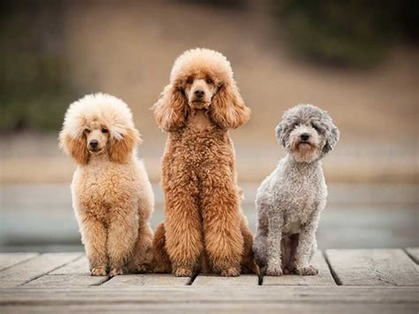 Poodle Information And Dog Breed Facts Pets Feed