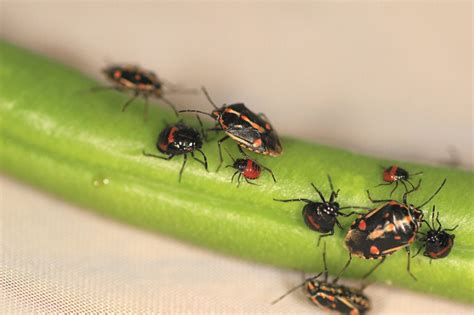 Learn vocabulary, terms and more with flashcards, games and other study tools. Bagrada bug is a Southern Californian threat to sweet ...