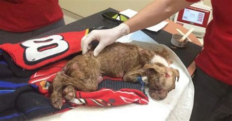 Dying Pup Is About To Be Put Down Then His Rescuer Whispers A Promise