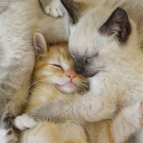 Cute Kitties Hugging Each Other 😍 Kittysensations Kittysensations