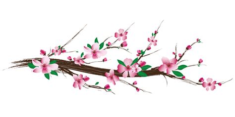 Cherry Blossom Sakura Png Photo Png All Png All