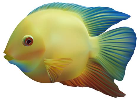 Fish Png Transparent Image Download Size 3060x2189px