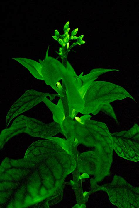 Bioluminescent House Plants Materialdistrict 4 Materialdistrict