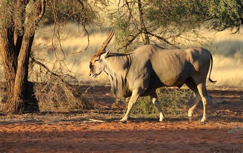 Common Eland Taurotragus Oryx Male In The Sunset Ligh Flickr