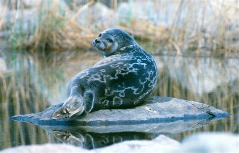 Lake Saimaa Ringed Seal Seals