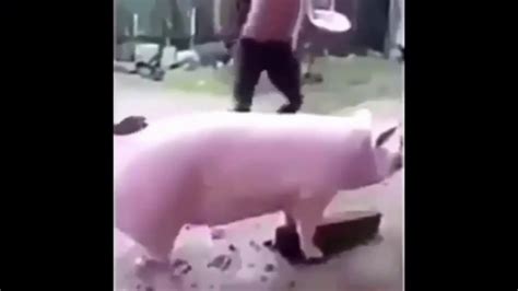 Pig Gets Decapitated The Man Behind The Slaughter Meme Youtube