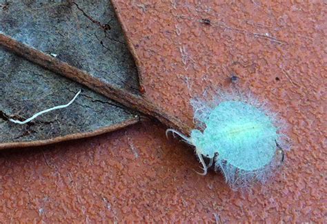 Green Black Eyed Lacewing Larva From Australia Whats That Bug