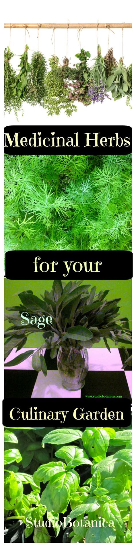 Top 10 Easy To Grow Medicinal Herbs For Your Culinary Garden Studio