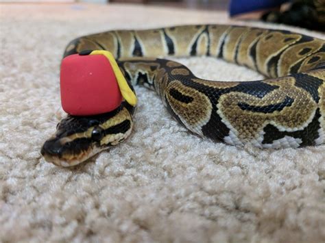 Cute Baby Ball Python In A Hat Fezzes Are Cool His Name