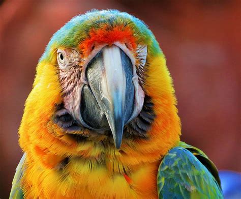 Parrot Portrait Photograph By Vijay Sharon Govender Fine Art America