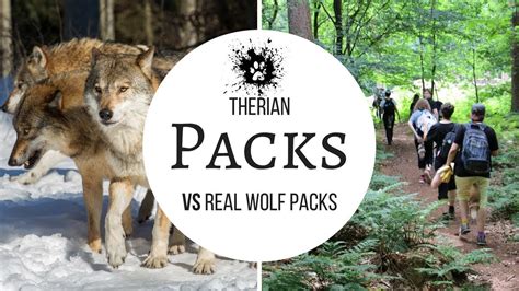 Therian Packs Vs Wolf Packs Ranks In Real Wolf Packs Youtube