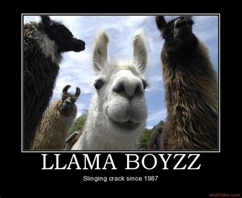 Llamas I Think Of Tyler Alpacas Farm Animals Funny Animals Cute