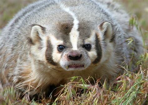 Animals Of The World American Badger