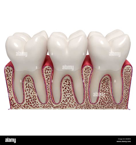 Healthy Teeth Artwork Stock Photo Alamy