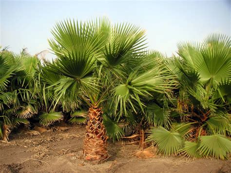It can also grow under the nails. Pictures of Different Types of Palm Trees