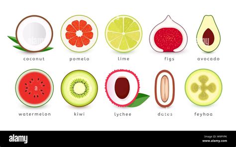 Set Of Fresh Fruits Icons Slice Of Tropical Fruits Logo Collection