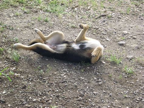 Headless Dog Flickr Photo Sharing
