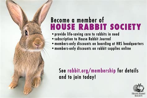house rabbit society houserabbit twitter