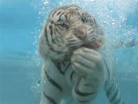 White Tiger Swimming Under Water Image Abyss