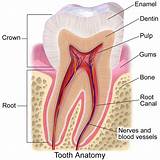 Root Canal Treatment Procedure Pictures
