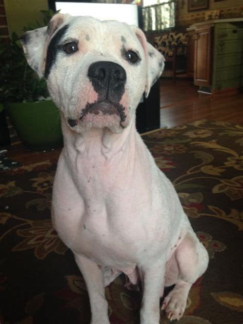 Unfollow english bulldog rescue to stop getting updates on your ebay feed. American Bulldog Rescue - 501C3 Not-for-Profit Dog Rescue ...