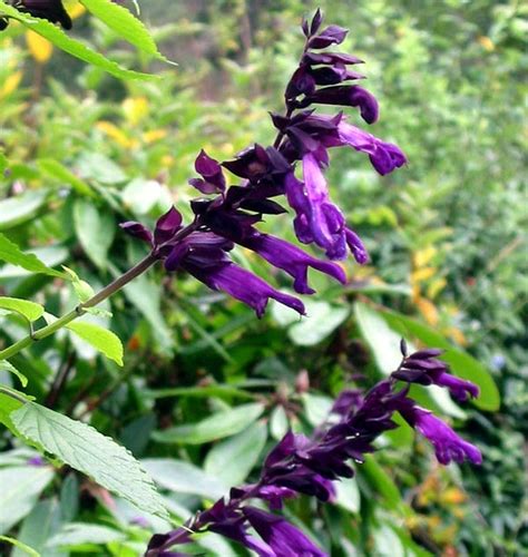 It is indispensable in english cottage. How do you prune different types of salvias and when?