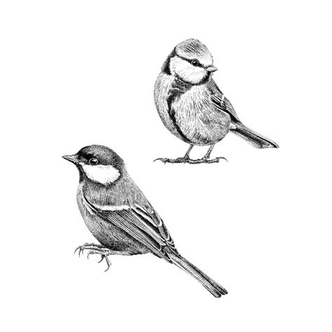 Pimpelmezen zijn veel te zien in bossen, tuinen en struwelen. Koolmees en pimpelmees set - Fine Forest, handgetekende ...