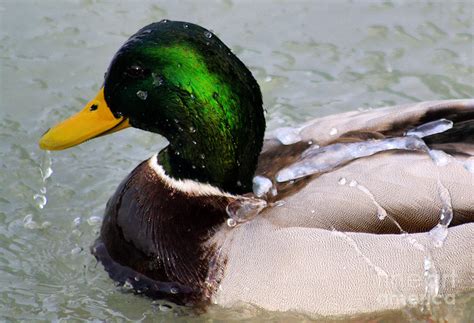 Water Off A Ducks Back Photograph By Stephen Mclean Pixels